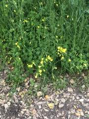 Oxalis pes-caprae