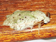 Desmeocraera interpellatrix