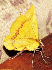 Petrodava leucicolor