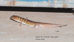 Eremiascincus richardsonii