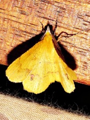 Petrodava leucicolor