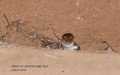 Eremiascincus richardsonii