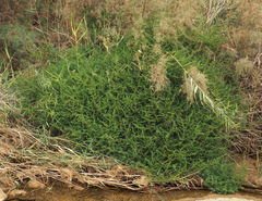Suaeda aegyptiaca