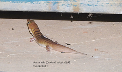 Eremiascincus richardsonii