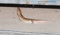 Eremiascincus richardsonii