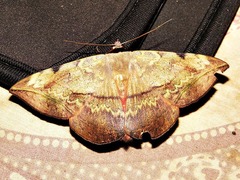 Hypopyra capensis