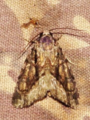 Iambia inferalis