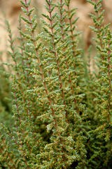 Caroxylon tetrandrum