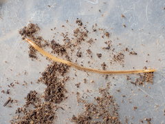 Geophilus regnans