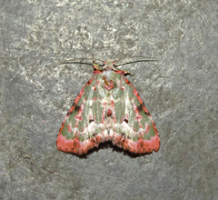 Chytonix griseorufa