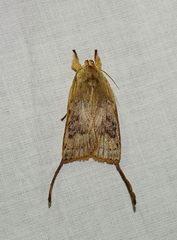 Thioscelis whalleyi