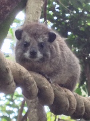 Dendrohyrax arboreus