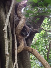 Dendrohyrax arboreus