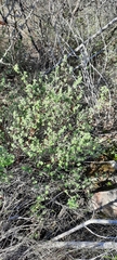 Clinopodium chandleri