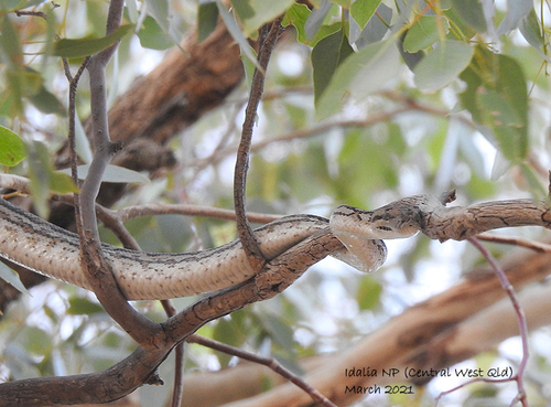 Inland Carpet Python sighting
