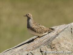 Thinocorus orbignyianus