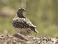 Thinocorus orbignyianus