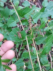 Phaedrotettix