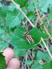 Phaedrotettix