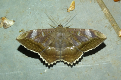 Cyclopis caecutiens