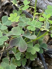 Oxalis chnoodes