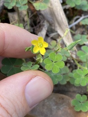 Oxalis chnoodes