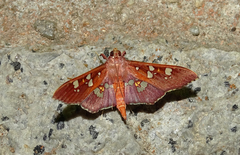 Phostria