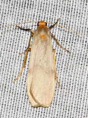 Campteropsis asaphogramma