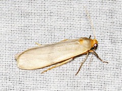 Campteropsis asaphogramma