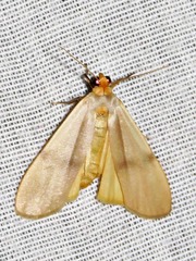 Campteropsis asaphogramma