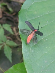Pyrocoelia formosana
