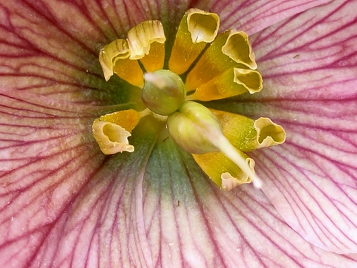 Image of Helleborus thibetanus by (c) zhangshen, some rights reserved (CC BY)