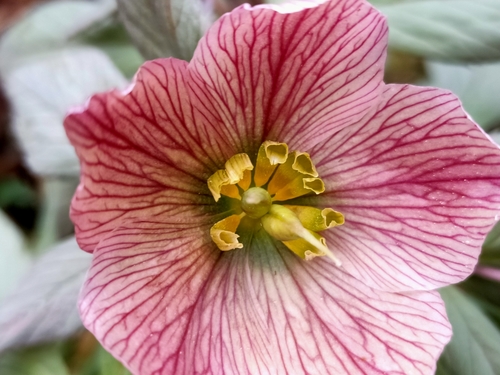 Helleborus thibetanus, photograph 2