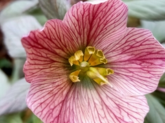 Helleborus thibetanus
