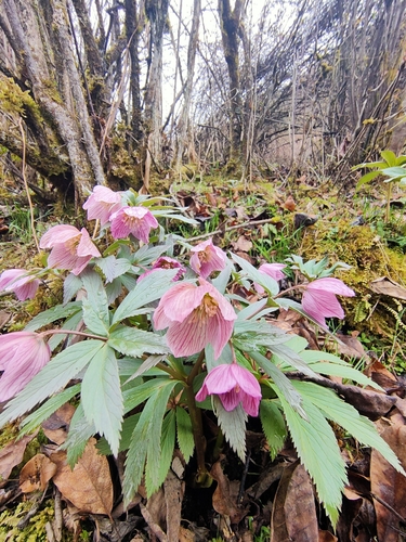 Image of Helleborus thibetanus by (c) zhangshen, some rights reserved (CC BY)