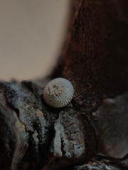 Thecla betulae