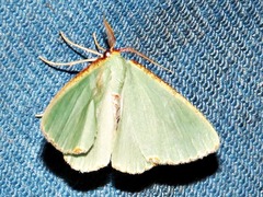 Heterorachis devocata devocata