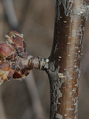 Thecla betulae