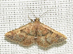 Cerynea thermesialis