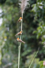 Chleuasicus atrosuperciliaris