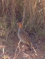 Campocolinus coqui coqui