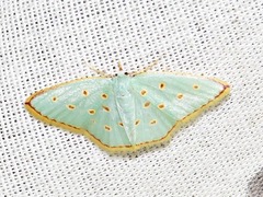 Comostolopsis stillata stillata