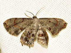 Epiplema inconspicua