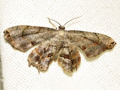 Epiplema inconspicua