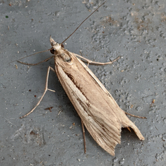 Tawhitia pentadactyla