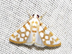 Obtusipalpis pardalis