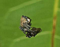 Araneus acuminatus