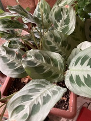 Maranta