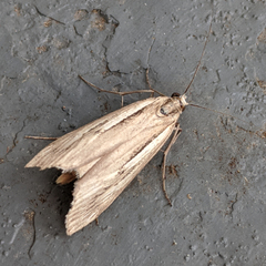 Tawhitia pentadactyla