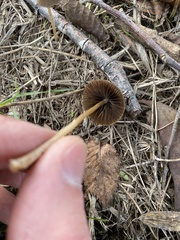 Psathyrellaceae